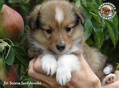 Owczarek Szetlandzki Sheltie  - piesek :)