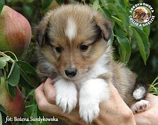 Owczarek Szetlandzki Sheltie  - piesek :)