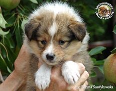 Owczarki Szetlandzkie Sheltie  - suczka :)