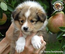 Owczarek Szetlandzki Sheltie  - suczka :)