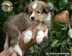 Owczarek Szetlandzki Sheltie  - suczka :)