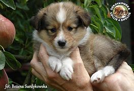 Owczarek Szetlandzki Sheltie  - suczka :)