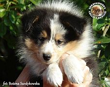 Owczarek Szetlandzki Sheltie  - piesek :)