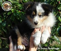 Owczarek Szetlandzki Sheltie  - piesek :)
