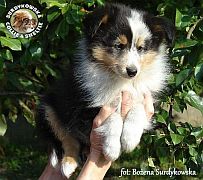 Owczarek Szetlandzki Sheltie  - piesek :)