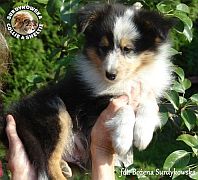 Owczarek Szetlandzki Sheltie  - piesek :)