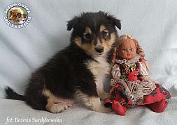 Owczarek Szetlandzki Sheltie  - piesek :)