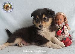 Owczarek Szetlandzki Sheltie  - piesek :)