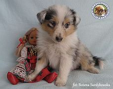 Owczarek Szetlandzki Sheltie  - suczka :)