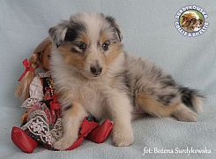 Owczarek Szetlandzki Sheltie  - suczka :)