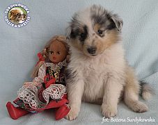 Owczarek Szetlandzki Sheltie  - piesek :)