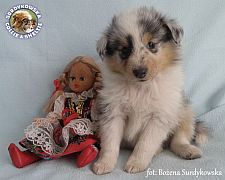 Owczarek Szetlandzki Sheltie  - piesek :)