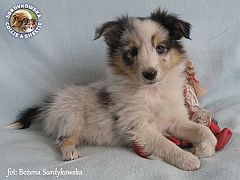 Owczarek Szetlandzki Sheltie - piesek :)