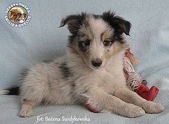 Owczarek Szetlandzki Sheltie - piesek :)
