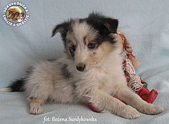 Owczarek Szetlandzki Sheltie - piesek :)