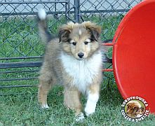 COMPLEMENT GRAND CHARLY - Charly  :)