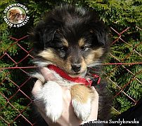 GUARDIAN DREAM DESIGN - Luna  :)