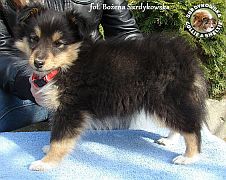 GUARDIAN DREAM DESIGN - Luna  :)