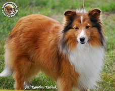 Owczarek Szetlandzki Sheltie - CH.PL. BONI Boni mama