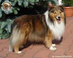 Owczarek Szetlandzki Sheltie - CH.PL. CELINKA Surdykowska FCI Celinka mama