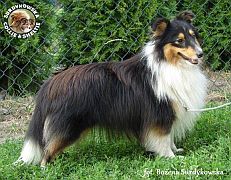 Owczarek Szetlandzki Sheltie 