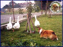 Owczarek Szetlandzki Sheltie - CH.PL. BONI Boni - zaganiająca gąski