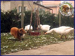 Owczarek Szetlandzki Sheltie - CH.PL. BONI Boni - zaganiająca gąski