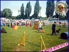 Boni - na pokazach posłuszeństwa i agility