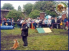 Owczarek Szetlandzki Sheltie - CH.PL. BONI Boni - na pokazach posłuszeństwa i agility