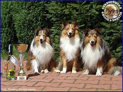 Owczarki Szetlandzkie Sheltie - CH.PL. Frania, Boni, Celinka Surdykowskie FCI Frania, Boni, Celinka - o rasie
