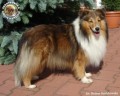 CELINKA Surdykowska FCI - babcia Polly