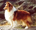Morwood HANDSOME QUARTERMASTER - pradziadek Redzika