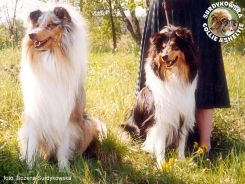 Owczarki Szkockie Collie - Ileyda ICE BLUE DEVOTED i MERETH Laurelin Valaquenta at Surdykowska FCI Devo i Mercia - wystawa Dobre Miasto 01.05.2000