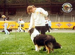 Owczarek Szkocki Collie - MŁ.CH.PL. MERETH Laurelin Valaquenta at Surdykowska FCI Mercia - wystawa Gdynia 23.07.2000