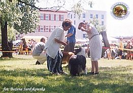 Owczarek Szkocki Collie - MERETH Laurelin Valaquenta at Surdykowska FCI Mercia - wystawa Olsztyn 11.06.2000