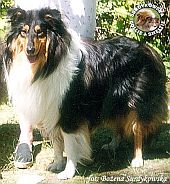 Owczarek Szkocki Collie - MERETH Laurelin Valaquenta at Surdykowska FCI Mercia - wystawa Olsztyn 11.06.2000