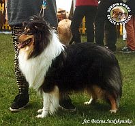 Owczarek Szkocki Collie - MERETH Laurelin Valaquenta at Surdykowska FCI Mercia - wystawa Słupsk 28.05.2000