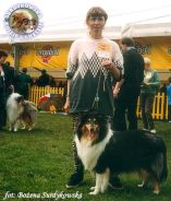 Owczarek Szkocki Collie -MERETH Laurelin Valaquenta at Surdykowska FCI Mercia - wystawa Leszno 20.05.2000