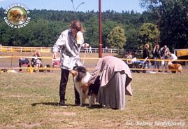 Owczarek Szkocki Collie - MŁ.CH.PL. MERETH Laurelin Valaquenta at Surdykowska FCI Mercia - wystawa Szczecin 17.06.2000