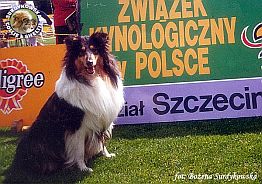 Owczarek Szkocki Collie - MŁ.CH.PL. MERETH Laurelin Valaquenta at Surdykowska FCI Mercia - wystawa Szczecin 17.06.2000