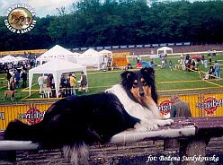 Owczarek Szkocki Collie - MŁ.CH.PL. MERETH Laurelin Valaquenta at Surdykowska FCI Mercia - wystawa Szczecin 17.06.2000
