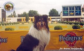 Owczarek Szkocki Collie - MŁ.CH.PL. MERETH Laurelin Valaquenta at Surdykowska FCI Mercia - wystawa Warszawa 08.07.2000