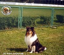 Owczarek Szkocki Collie - MŁ.CH.PL. MERETH Laurelin Valaquenta at Surdykowska FCI Mercia - wystawa Warszawa 08.07.2000