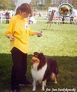 Owczarek Szkocki Collie - MŁ.CH.PL. MERETH Laurelin Valaquenta at Surdykowska FCI Mercia - wystawa Dobre Miasto 04.05.2001