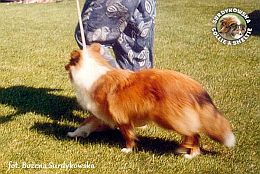 Owczarek Szetlandzki Sheltie - BONI Boni - wystawa Gdynia 22.07.2001