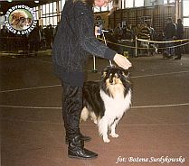 Owczarek Szkocki Collie - MŁ.CH.PL. MERETH Laurelin Valaquenta at Surdykowska FCI Mercia - wystawa Grudziądz 21.04.2001