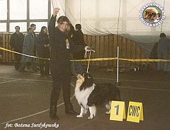 Owczarek Szkocki Collie - MŁ.CH.PL. MERETH Laurelin Valaquenta at Surdykowska FCI Mercia - wystawa Grudziądz 21.04.2001