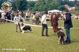Owczarek Szkocki Collie - MŁ.CH.PL. MERETH Laurelin Valaquenta at Surdykowska FCI Mercia - wystawa Olsztyn 24.06.2001