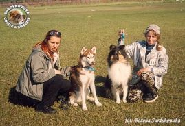 Owczarek Szkocki Collie - MŁ.CH.PL. MERETH Laurelin Valaquenta at Surdykowska FCI Mercia - wystawa Olsztyn 24.06.2001