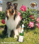 Owczarek Szkocki Collie - MŁ.CH.PL. MERETH Laurelin Valaquenta at Surdykowska FCI Mercia - wystawa Olsztyn 24.06.2001